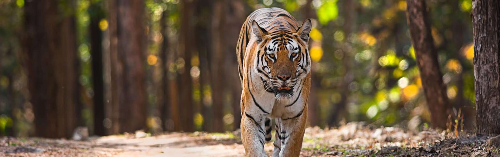 Pench National Park – Madhya Pradesh