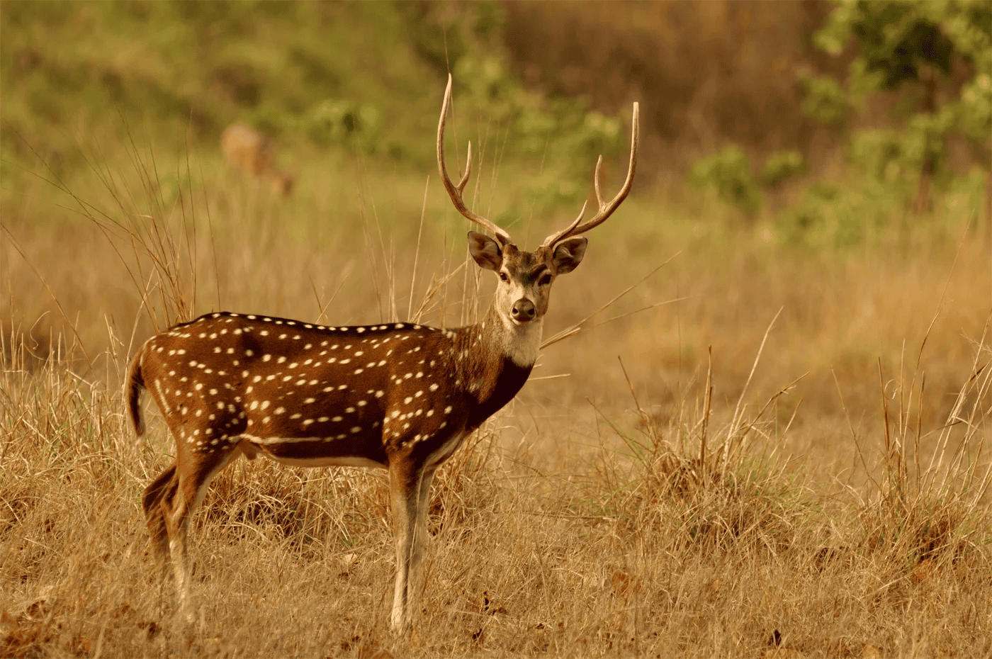 Gir National Park – Gujarat
