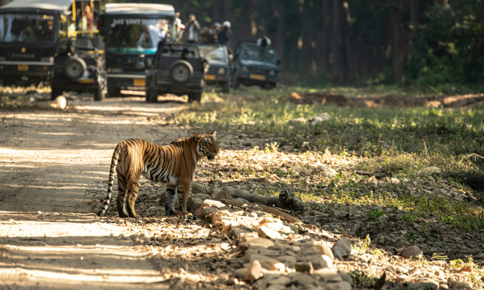 Jim Corbett National Park