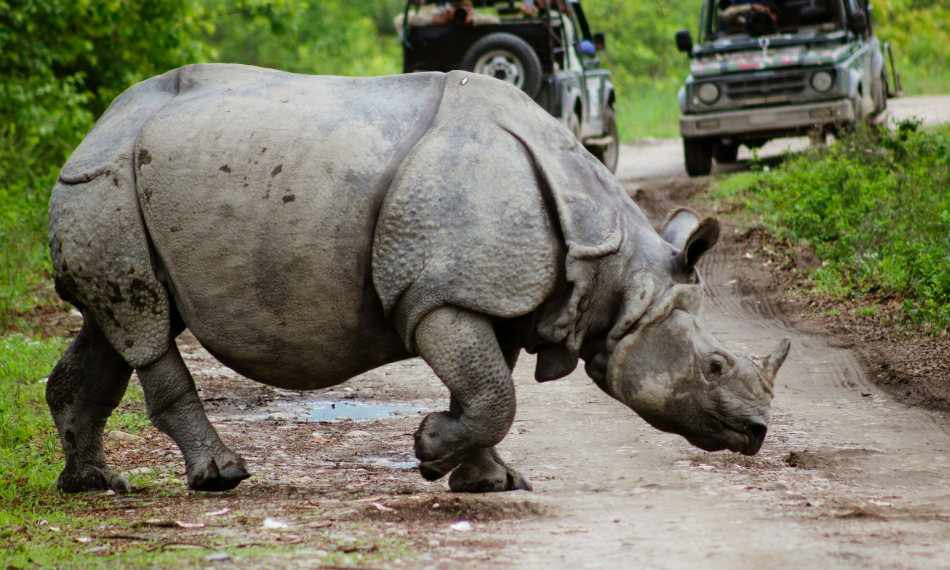 Kaziranga National Park