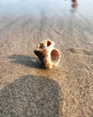 Sacred Puri Beach